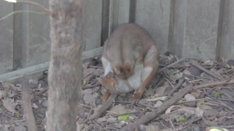 Pademelon, Small Kangaroo from Australia Stock Footage 86666055