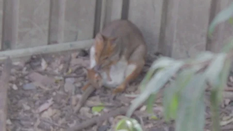 Pademelon, Small Kangaroo from Australia Stock Footage 86666082