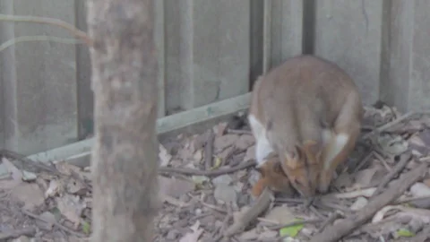 Pademelon, Small Kangaroo from Australia Stock Footage 86666160