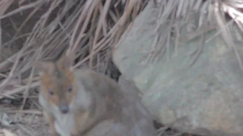 Pademelon, Small Kangaroo from Australia Stock Footage 86666204