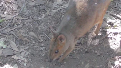Pademelon, Small Kangaroo from Australia Stock Footage 86666225