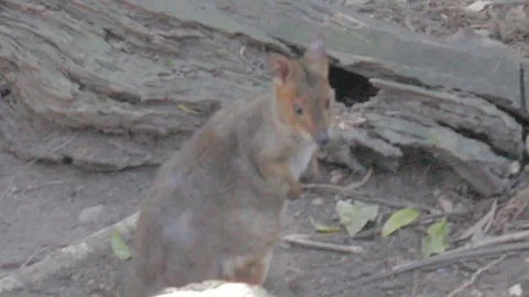 Pademelon, Small Kangaroo from Australia Stock Footage 86666233