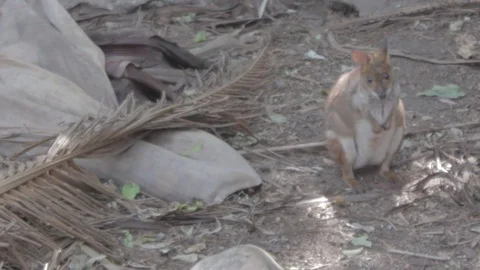 Pademelon, Small Kangaroo from Australia Stock Footage 86666398