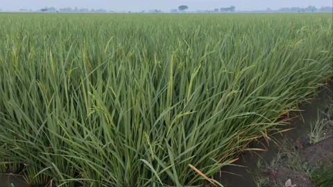 Padi Video stock 182624028