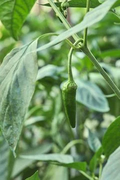 Padron chilli pepper ripening Stock Photos