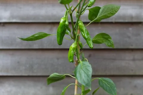 Padron chilli peppers growing Stock Photos