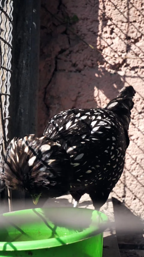 A Paduan chicken in a chicken coop drinks water. Stock Footage 310859583