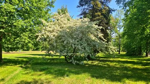 PadusLarge branches of the Prunus padus tree with many small white flowers Stock Photos