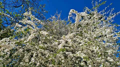 PadusLarge branches of the Prunus padus tree with many small white flowers Stock Photos