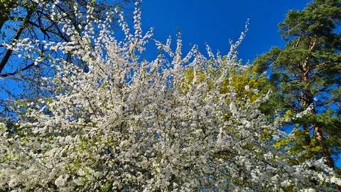 PadusLarge branches of the Prunus padus tree with many small white flowers Stock Photos