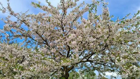 PadusLarge branches of the Prunus padus tree with many small white flowers Stock Photos