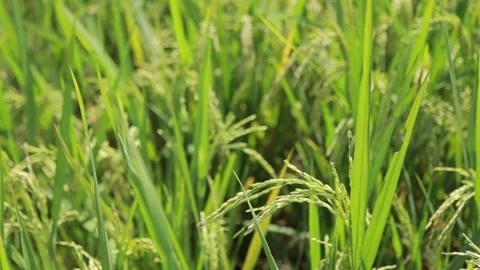 The pady be blown by the wind Stock Footage 280105628