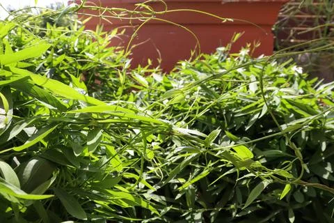 Paederia linearis Hook Stockfoto's