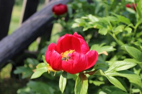 Paeonia broteri Stock-Fotos