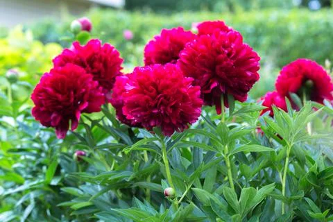 Paeonia Command Performance flowers in garden Stock Photos