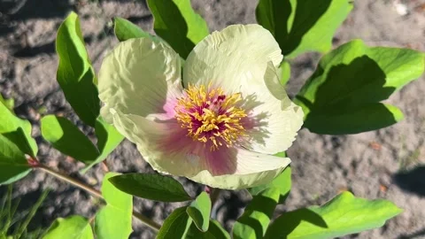 Paeonia daurica subsp. Wittmanniana, also known as Wittmann's peony. Stock Footage 315513406