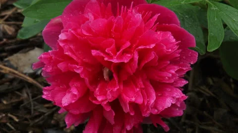 Paeony  in bloom - close up Stock Footage 26175572