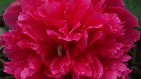 Paeony  in bloom - close up - full screen Stock Footage 26176761