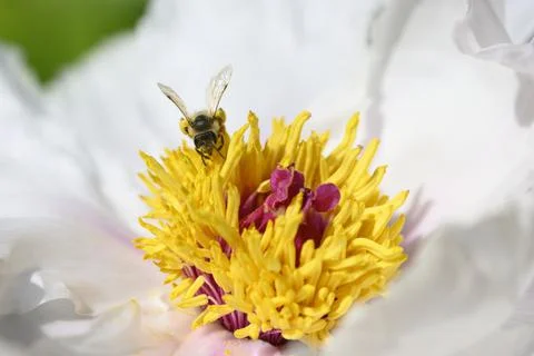 Paeony flowers in full Spring bloom. Stock Photos