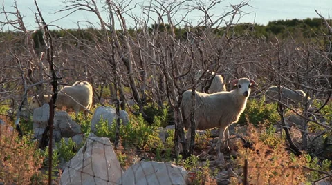 Pag Island Sheep 2 Stock Footage 30362831