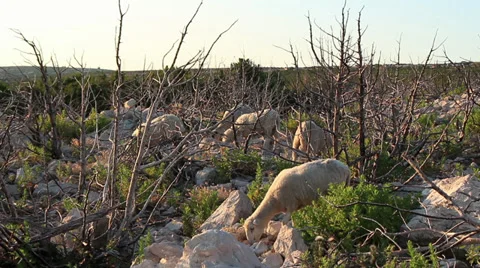 Pag Island Sheep 3 Stock Footage 30365953