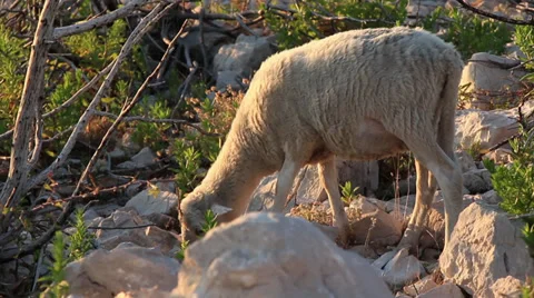 Pag Island Sheep 4 Stock Footage 30365975