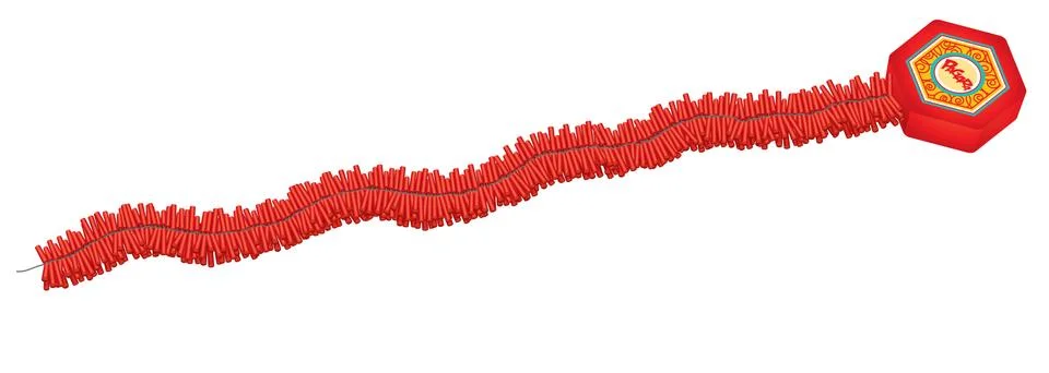 Pagara Stock Illustration