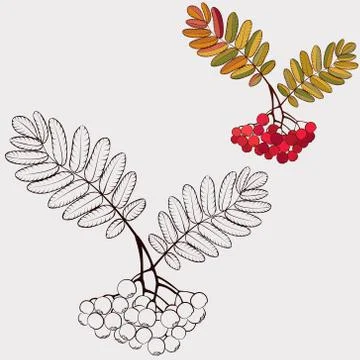 Page for coloring .Nature.Trees. Stock Illustration