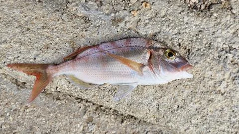 Pagellus erythrinus Stock Photos