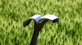 Pages of a book in the wind HD Footage