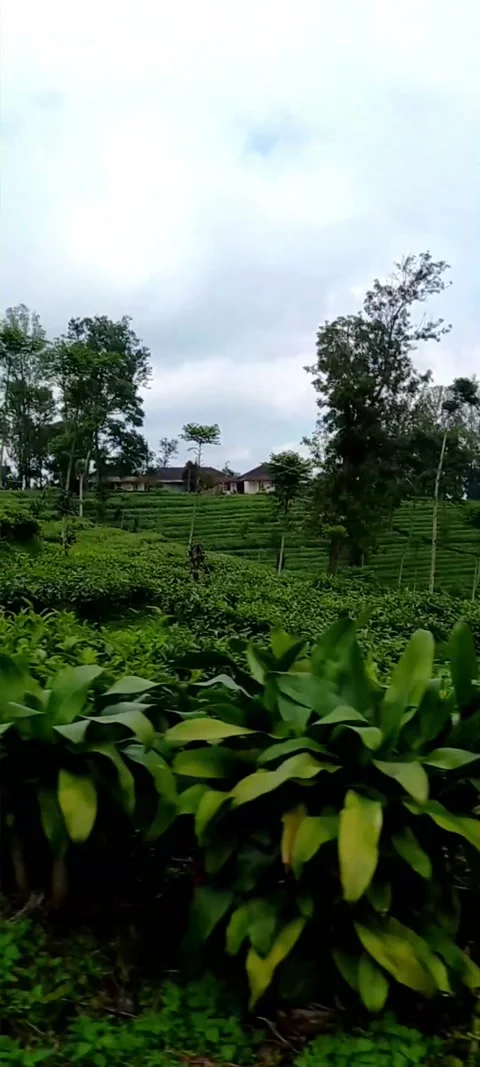 Pagilaran, Batang, Central Java Tea plantation Stock Footage 232083575
