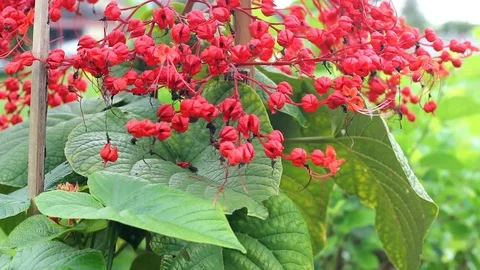 Pagoda flower Stock Footage 104689443