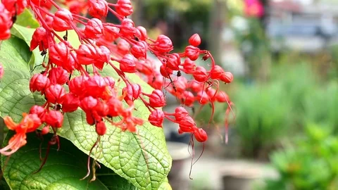 Pagoda flower Stock Footage 104689455