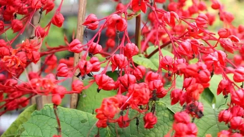 Pagoda flower Stock Footage 104689461