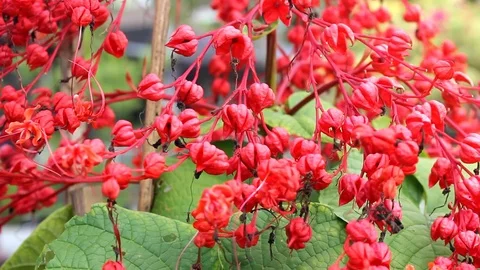 Pagoda flower Stock Footage 104689478
