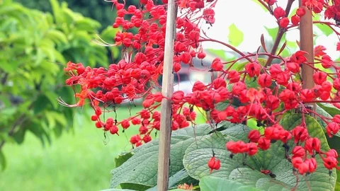 Pagoda flower Stock-Footage 104689492