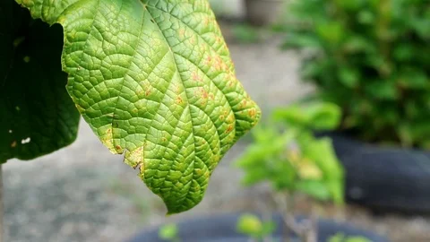 Pagoda leaf Stock-Footage 104689522