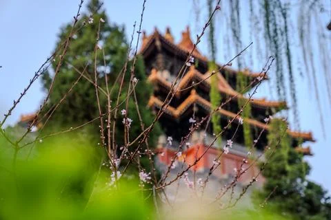 Pagoda style tower viewed through spring branches Stock Photos