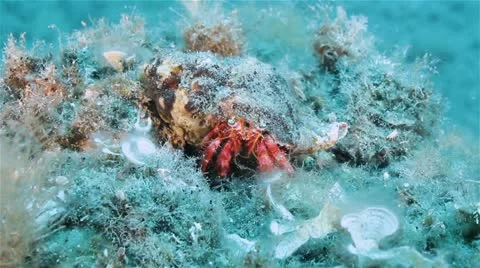 Pagurus Bernhardus 動画素材 12676824