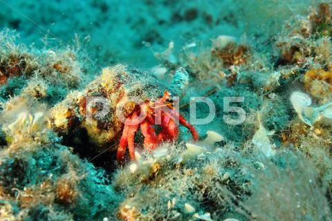 Pagurus Bernhardus Stock Photos
