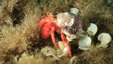 Pagurus 動画素材 11431510