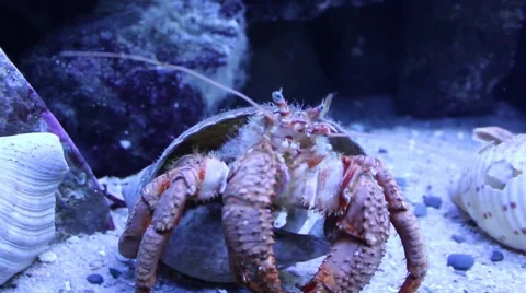 Pagurus Stock Footage 50563543