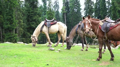 Pahalgam horse Stock Footage 241477344