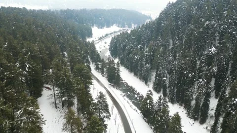 Pahalgam Pine Trees Stock Footage 314618961