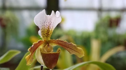 Pahiopedilum exul Stock Footage 63221423
