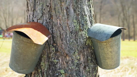 Pail bucket collecting maple tree sugar sap in Highland county, Virginia Stock Footage 209685137