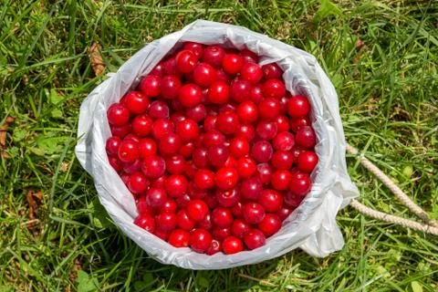 Pail Full of Cherries Stock Photos