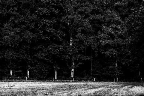 Paimpont forest. Stock Photos