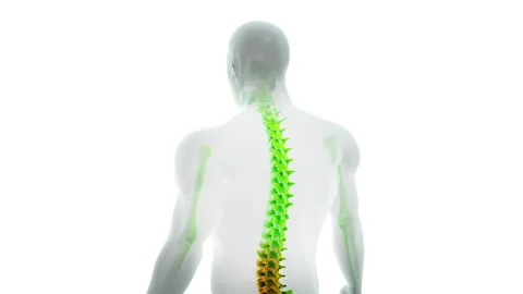 Pain Affecting the Spine and Back Region Stock Footage 300993043