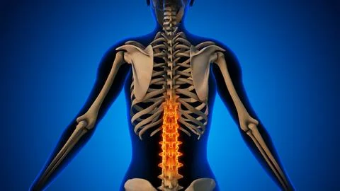 Pain in the back joint Illustrazione stock